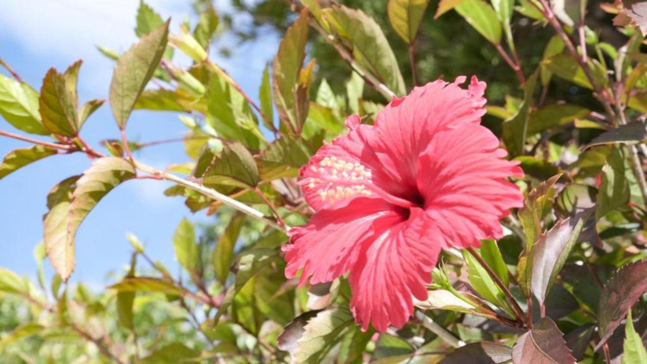 Toyoko Inn Okinawa Ishigaki-Jima Ishigaki  Exteriör bild